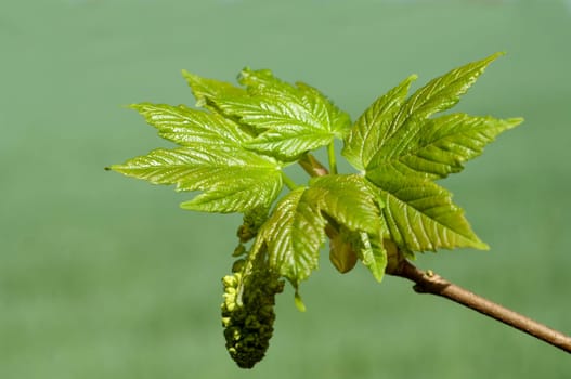 Ahornknospe, Acer