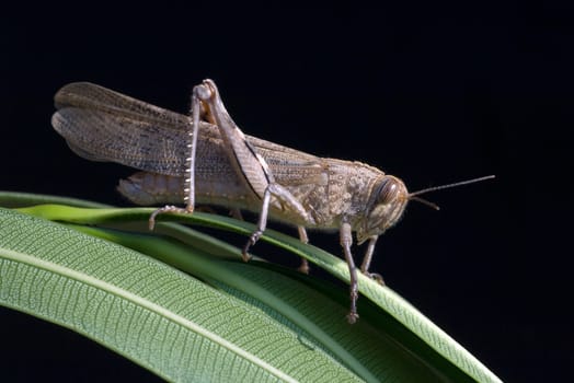 Aegyptische, Wanderheuschrecke, Anacridium