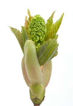 Ahornknospe, Acer