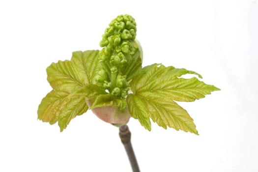 Ahornknospe, Acer