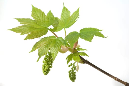 Ahornknospe, Acer