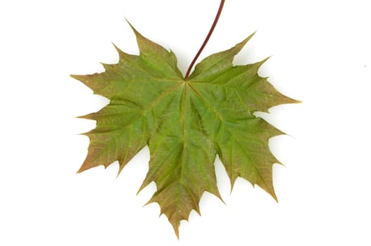 Ahornblatt, Acer