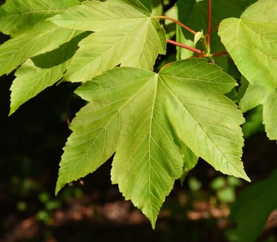 Bergahorn, Acer, pseudoplatanus