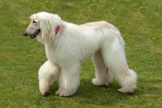 Afghane  Afghanischer  Windhund