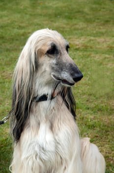 Afghane  Afghanischer  Windhund