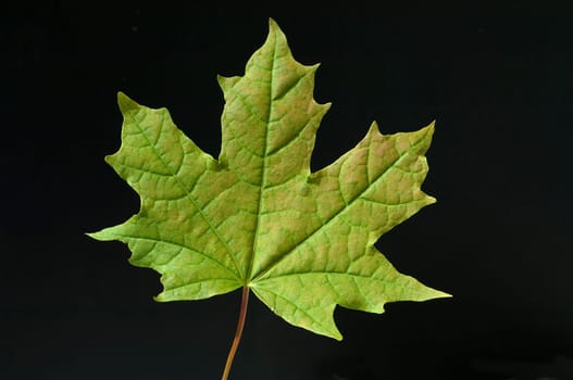 Ahornblatt, acer