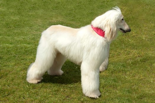 Afghane  Afghanischer  Windhund