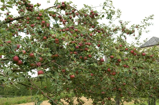 Apfelbaum