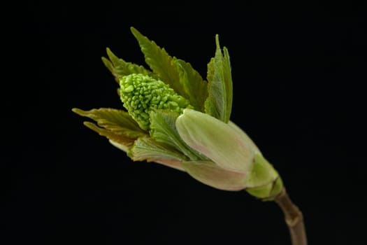Ahornknospe, Acer