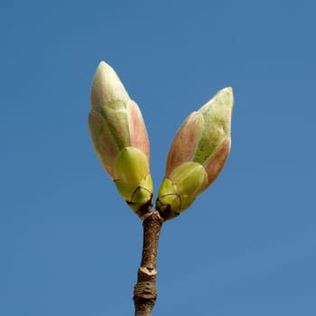 Ahornknospe, Acer