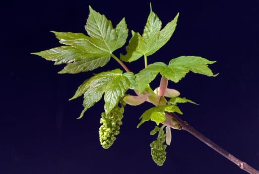 Ahornknospe, Acer