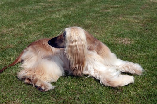 Afghane  Afghanischer  Windhund