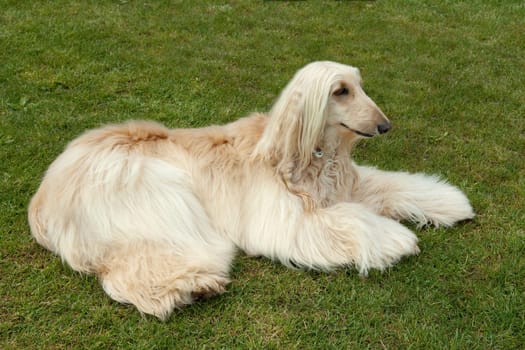 Afghane  Afghanischer  Windhund