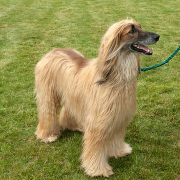 Afghanischer  Windhund