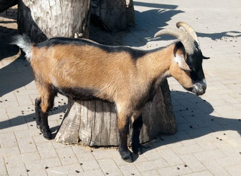 Afrikanische Zwergziege