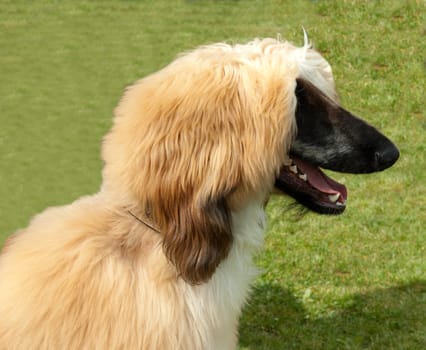 Afghanischer  Windhund