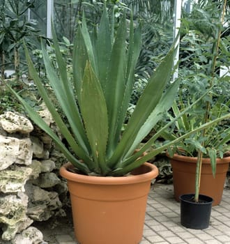 Agave