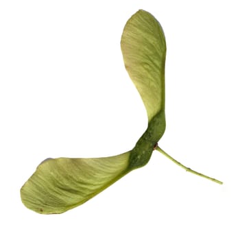 Ahorn, Acer, Frucht