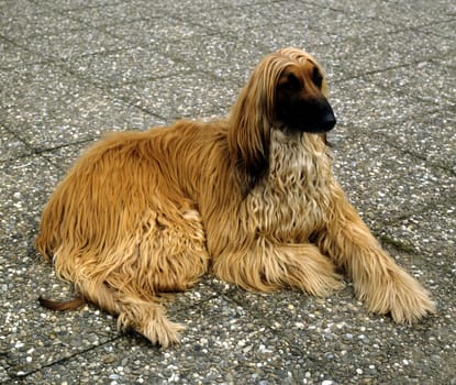 Afghane  Afghanischer  Windhund