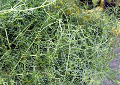 Agretti, Salzkraut, Salsola soda