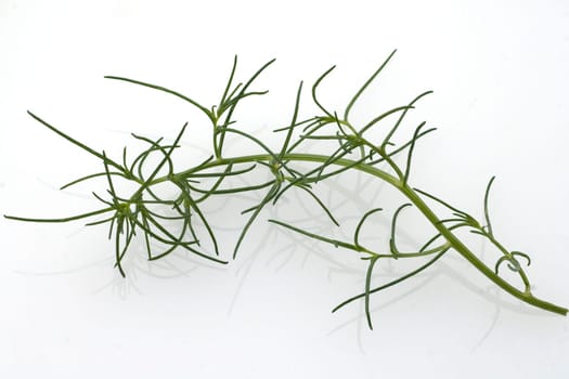 Agretti, Salzkraut, Salsola soda