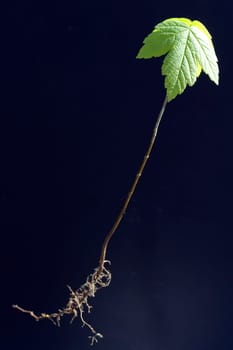 Ahornsproessling, Ahorn, Acer