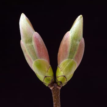 Ahornknospe, Acer