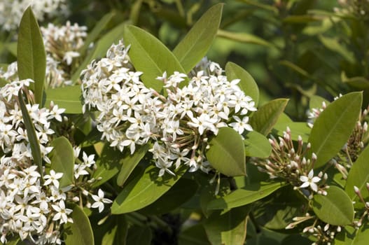 Afrikanisches Schoengift  Acokanthera oblongifolia