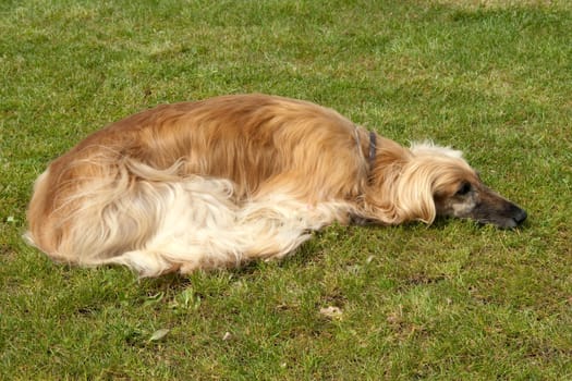Afghanischer  Windhund