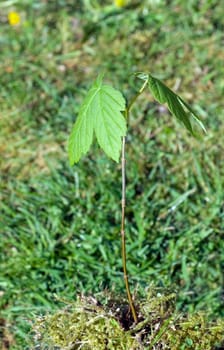 Ahornsproessling, Ahorn, Acer
