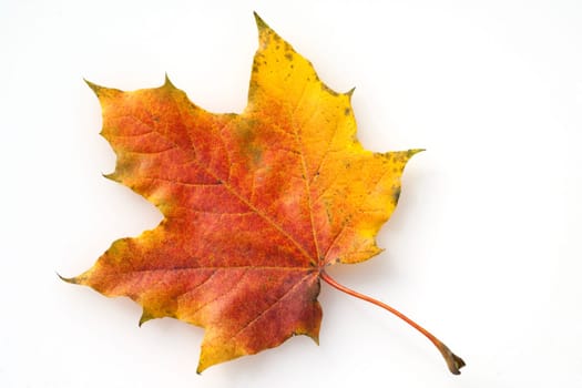 Ahornblatt im herbst