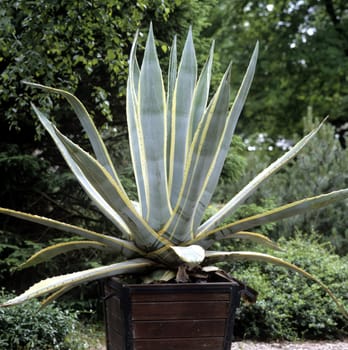 Agave americana