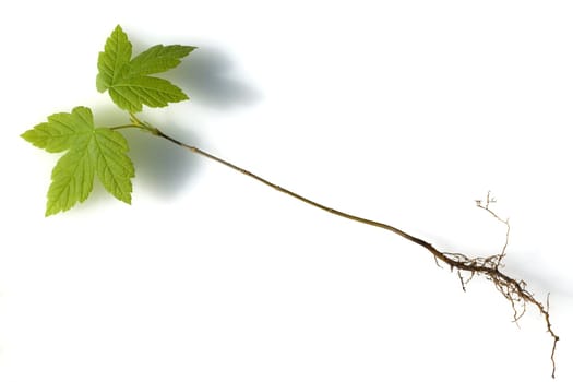 Ahornsproessling, Ahorn, Acer