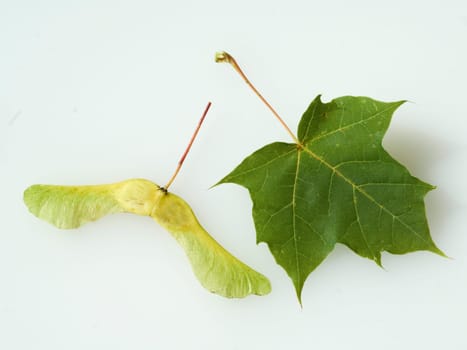 Ahorn, gefluegelte, Frucht