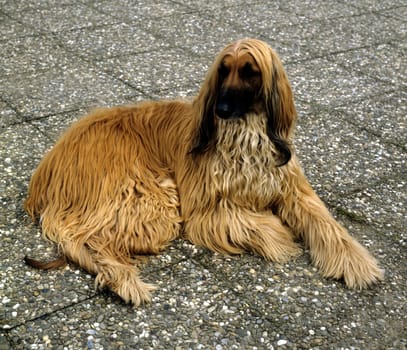 Afghane  Afghanischer  Windhund