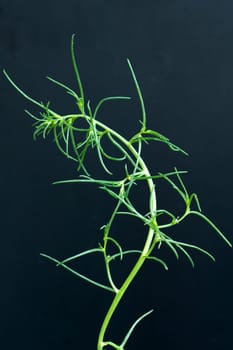 Agretti, Salzkraut, Salsola soda
