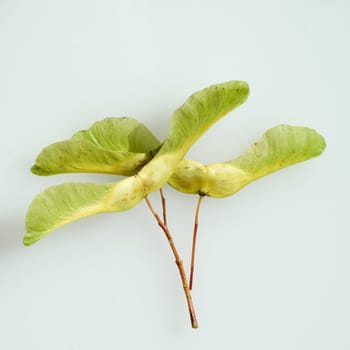 Ahorn, gefluegelte, Frucht