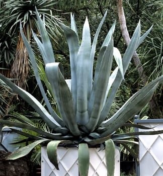 Agave