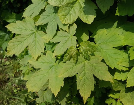 Ahornsproessling, Ahorn, Acer