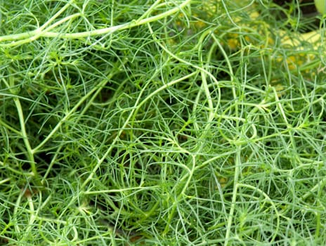 Agretti, Salzkraut, Salsola soda