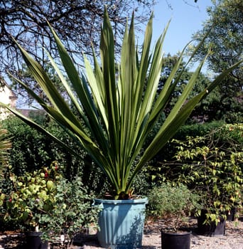 Agave  Furcraea  foetida