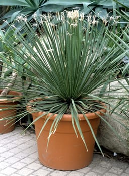 Agave