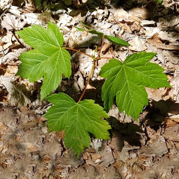 Ahornsproessling, Ahorn, Acer