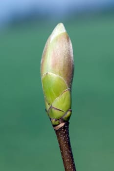 Ahornknospe, Acer