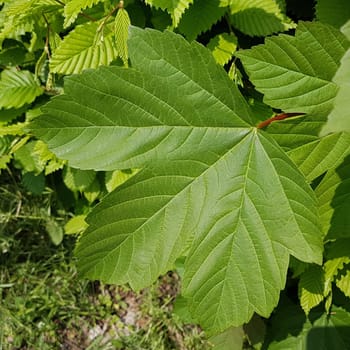 Ahornblatt  Ahornbaum  Blatt, gruen, Ahorn  Acer