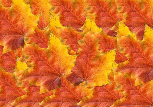 Ahornblatt, Ahornbaum, Herbstblaetter