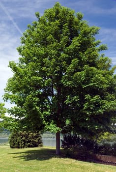 Ahorn, Acer