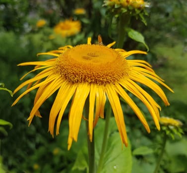 Alant  Bluete  Inula Helenium  Staudenpflanze, Heilpflanze