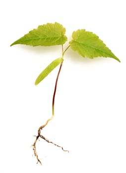 Ahornsproessling, Ahorn, Acer