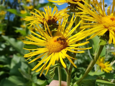 Alant  Bluete  Inula Helenium
